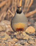 Morning, California Quail DPP_1042508.jpg