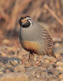 Morning, California Quail DPP_1042509.jpg