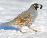 Male, California Quail DPP_22714.jpg