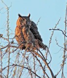First Light, Great Horned Owl DPP_1028534 copy.jpg