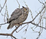 Parent Owl stands vigil, Great Horned Owl DPP_1028687 copy.jpg