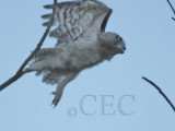 Young Owl, Pre-dawn flight, Natural Light 4/5, Great Horned Owl DPP_1033701 copy.jpg