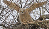 Young Owl tests wings, Great Horned Owl WT4P2348 copy.jpg