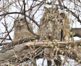 Parent with young, Great Horned Owl WT4P2357 copy.jpg