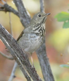 Swainson's Thrush, Tieton River DPP_1003112.jpg