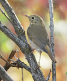 Swainsons Thrush, Tieton River DPP_1003142.jpg