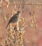 Hermit Thrush, Yakima DPP_1004561 copy.jpg