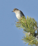 Veery, Nile DPP_16018140 copy.jpg