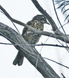 American Robin, juvenile plumage, with puzzled look  DPP_16027299 copy.jpg