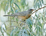 American Robin, juvenile plumage, eating Russian Olives  DPP_16028656 copy.jpg