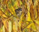 Hybrid? Blackpoll Warbler ( yellow feet), and Yellow-rumped Warbler (Solid color head with eye-ring Yakima DPP_10003295 copy.jpg
