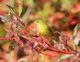 Yellow Warbler, female, Wenatchee DPP_1001518 copy.jpg