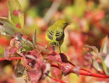 Yellow Warbler, female, DPP_1001519.jpg