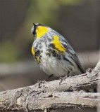 Yellow-rumped Warbler, male breeding plumage,  DPP_10028046 copy.jpg