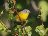 Nashville Warbler, male, Yakima DPP_10029432.jpg