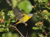 Nashville Warbler, male, Yakima DPP_10029433 copy.jpg