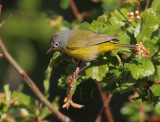 Nashville Warbler, male, Yakima DPP_10029439 copy.jpg