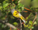 Nashville Warbler, male, Yakima DPP_10029440 copy.jpg
