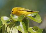 Yellow Warbler, male, Yakima DPP_10029541 copy.jpg