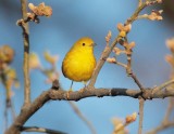 Yellow Warbler, female, Yakima DPP_10030013 copy.jpg