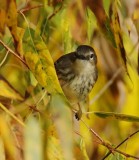 Hybrid? Blackpoll Warbler ( yellow feet), and Yellow-rumped Warbler (Solid color head with eye-ring) Yakima DPP_1003296 .jpg