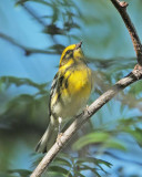 Townsends Warbler, fall plumage,  DPP_10039856 copy.jpg