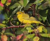 Yellow Warbler, male,  DPP_10040181 copy.jpg