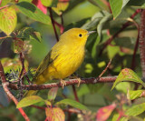 Yellow Warbler, male,  DPP_10040184 copy.jpg