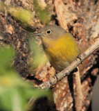 Nashville Warbler, fall plumage, Yakima DPP_10040253 copy.jpg