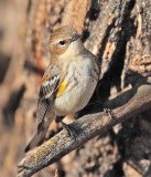 Yellow-rumped Warbler, fall plumage, Yakima DPP_1042606 copy.jpg
