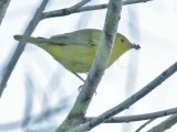 Yellow Warbler, female with house fly, Wenatchee DPP_16027320 copy.jpg