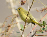 Yellow Warbler, rather drab, Washtucna DPP_16028228 copy.jpg