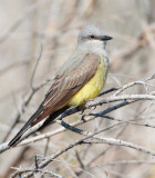 Western Kingbird, DPP_10028182 copy.jpg