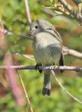 Empidonax Complex, in willows, (Willow Flycatcher?), plump happy, Yakima DPP_10029580.jpg