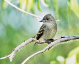 Empidonax Complex, in willows, (Willow Flycatcher?), rather dark breast DPP_10037791 copy.jpg