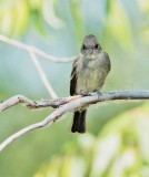Empidonax Complex, in willows, (Willow Flycatcher?), DPP_10037793 copy.jpg