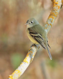 Empidonax Complex, DPP_10039714 copy.jpg