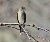 Olive-sided Flycatcher, Yakima DPP_10039801 copy.jpg