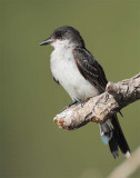 Eastern King Bird, DPP_1038927 copy.jpg