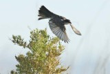 Eastern King Bird, DPP_16014647 copy.jpg