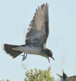 Eastern King Birds,  DPP_16014648 c2 copy.jpg