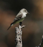 Western-wood Pewee, Naches River DPP_16017939 copy.jpg