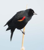 Red-wing Blackbird, male DPP_10027477 copy.jpg