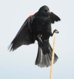 Red-wing Blackbird, male DPP_10027478 copy.jpg