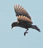 Red-wing or tri-colored blackbird, female DPP_10037423 copy.jpg