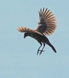 Red-wing or tri-colored blackbird, female DPP_10037425 copy.jpg