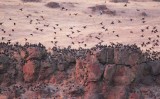 European Starlings, (with a few Red-wing Blackbirds) night roost DPP_10041867 copy.jpg