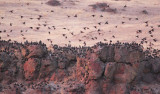 European Starlings, (with a few Red-wing Blackbirds)  night roost   DPP_10041868 copy.jpg
