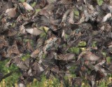 European Starlings, closer view DPP_10041986 3 copy.jpg