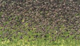 European Starlings DPP_10042157 copy.jpg